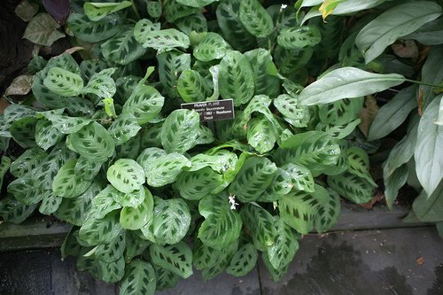 The Prayer Plant – Maranta leuconeura