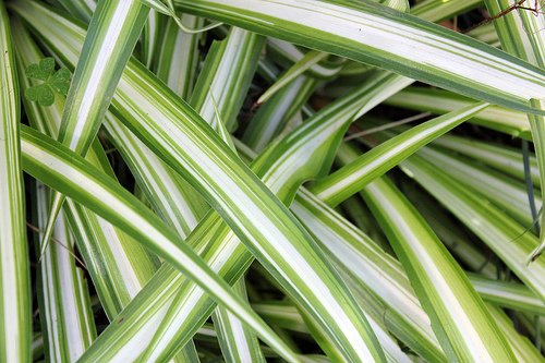 best low light indoor plants download free best low light indoor plants download free