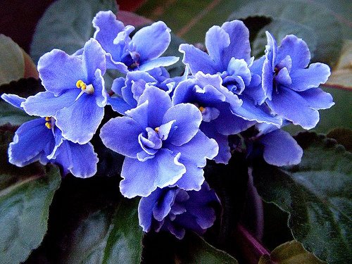 The Secrets to Thriving African Violets